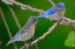 Western Bluebird Family Study