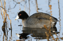 Wildlife of the Cosumnes River Preserve