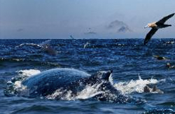 Farallon Islands Wildlife