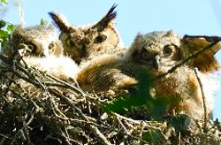 Great Horned Owl