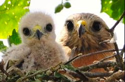 Red Shouldered Hawk