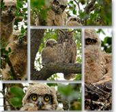 Hoo Daat Owls Wall Display
